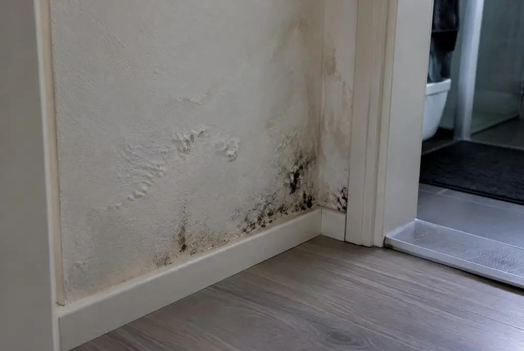 Lekdetectie Den Bosch – vochtplek met schimmel op een muur